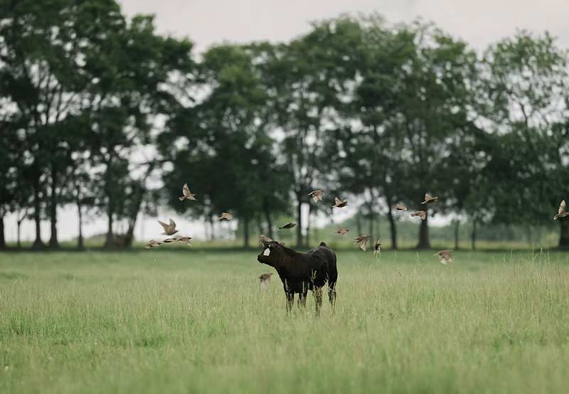 Cow in Field